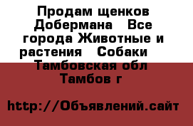 Продам щенков Добермана - Все города Животные и растения » Собаки   . Тамбовская обл.,Тамбов г.